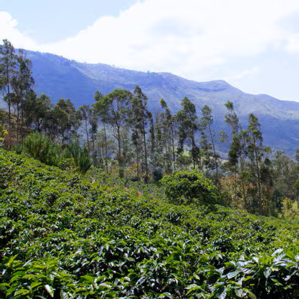 Peru Chonta